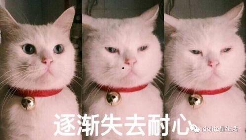 猫吃瓜的表情包,揭秘猫咪的幽默时刻  第2张