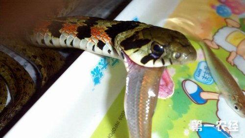 娱乐吃瓜酱蛇,揭秘娱乐圈背后的秘密与八卦  第2张