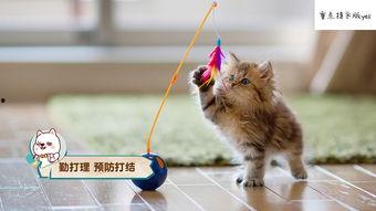 娱乐吃瓜猫作品原声  第2张