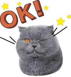 娱乐吃瓜猫作品原声  第3张